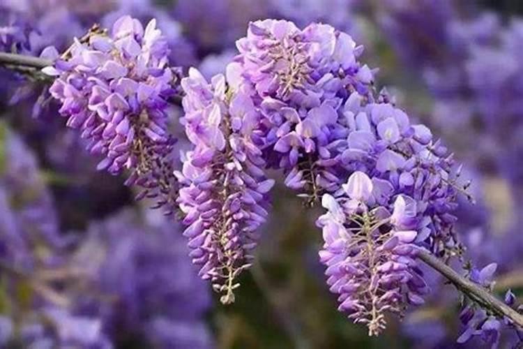 磷肥对植物的作用