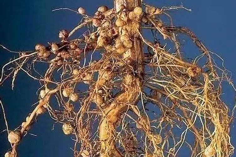 施用氮肥属于植物固氮吗