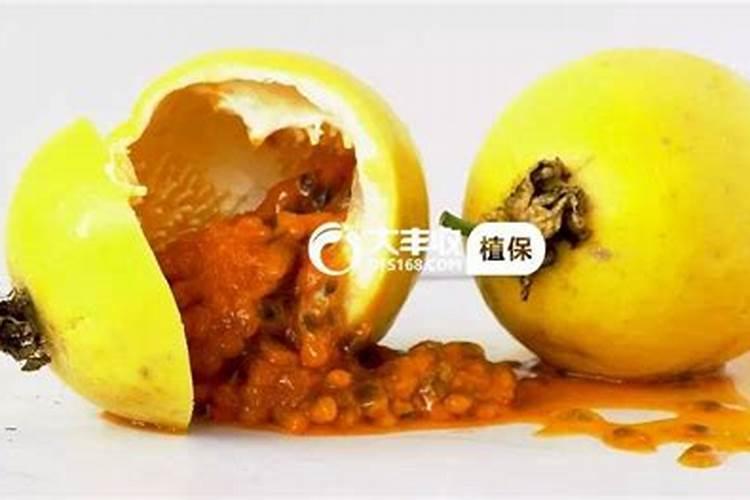 黄腐酸钾对农作物的作用