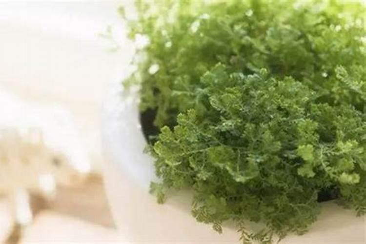 多肉中间爆崽怎么处理