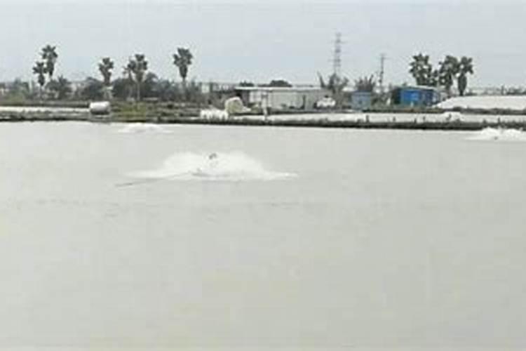 李子树开花结果但是会掉掉是什么原因？