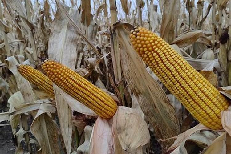 玉米接棒了追肥晚不晚？