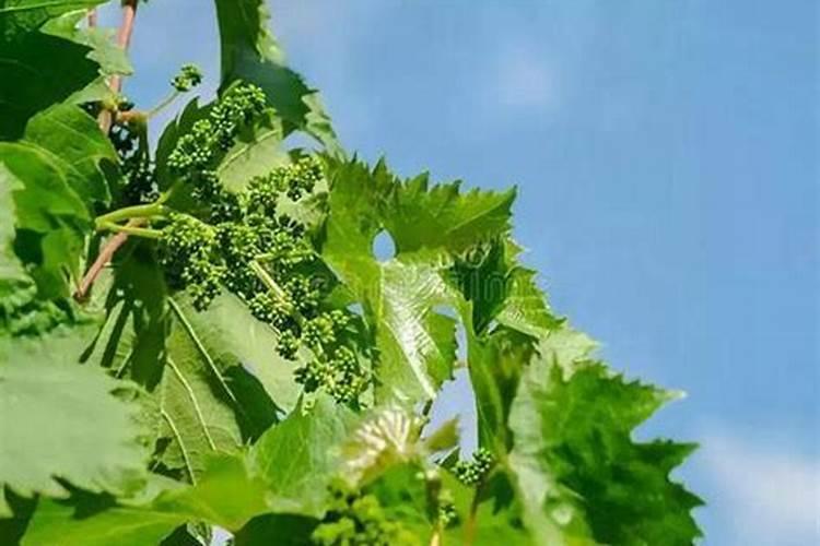 膨果最快最佳配方