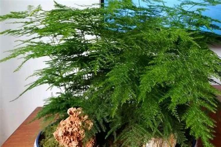 文竹施肥时间,怎样给文竹施肥