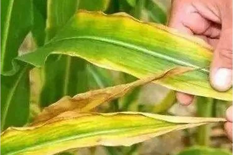 玉米苗被水淹后发黄怎么办