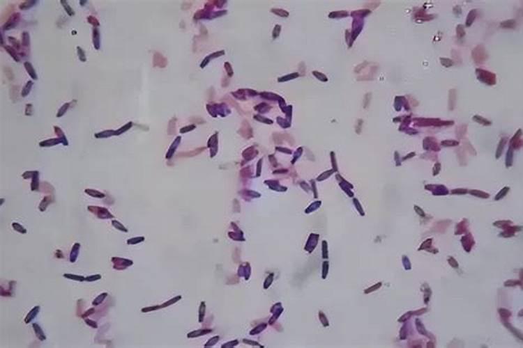 化肥和芽孢杆菌能不能一起用？什么是协同作用,什么是拮抗作用!