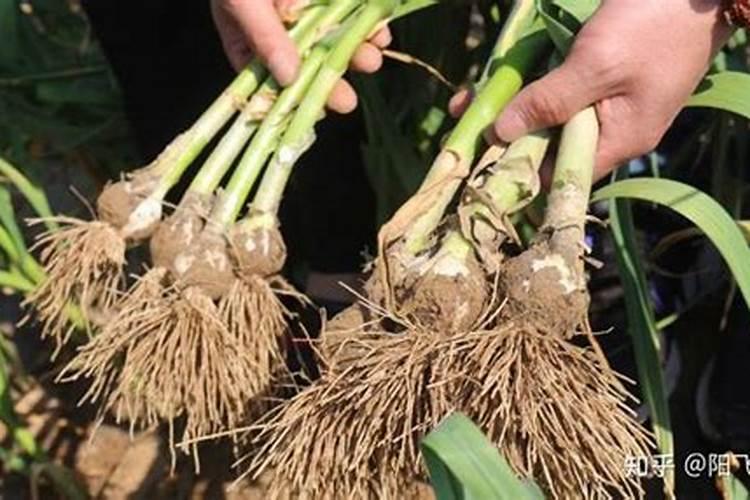 大蒜需要锌和硼肥吗？