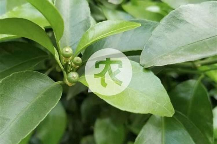 辣椒什么时间追浇水最好