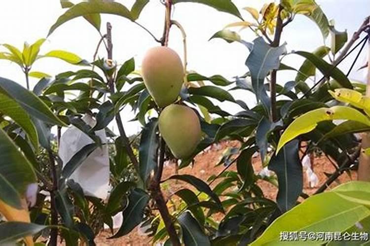 矿源黄腐酸钾使用方法是什么