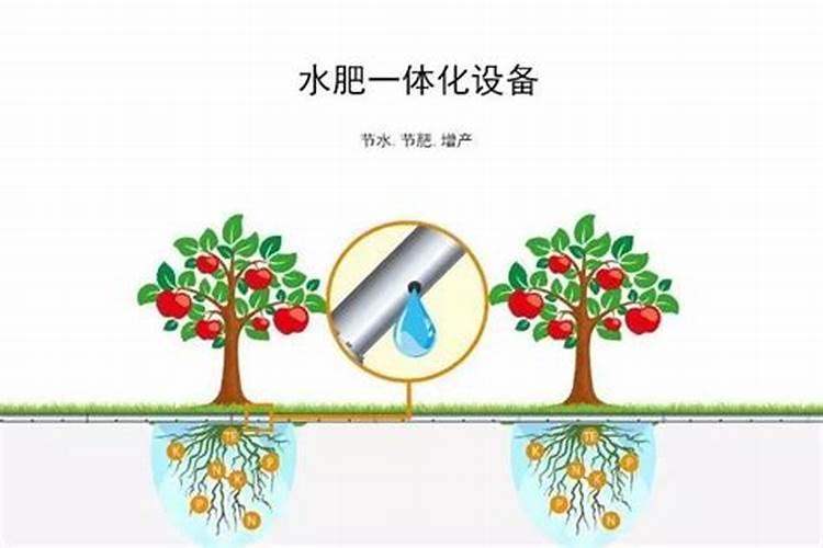 大姜种植后头两次浇水应怎么冲施肥料？
