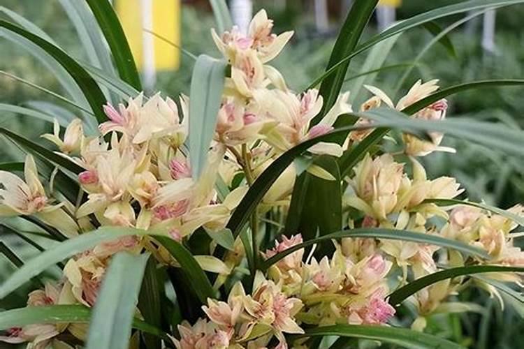 君子兰可以用复合肥吗