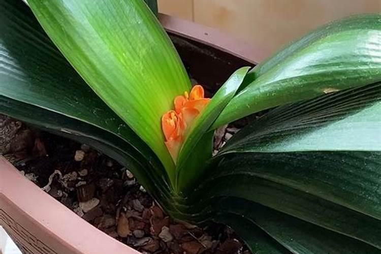 君子兰花需要上啥肥