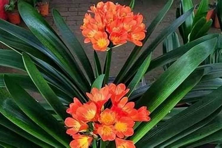 君子兰施肥方法,施什么肥能开花