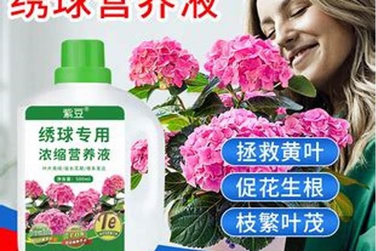 甜橙的养殖方法和注意事项