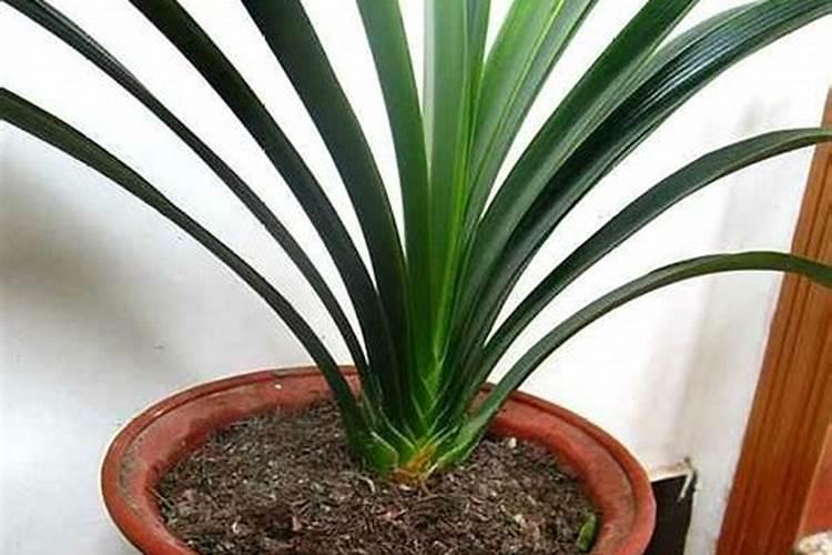 地栽月季怎么养才长得好