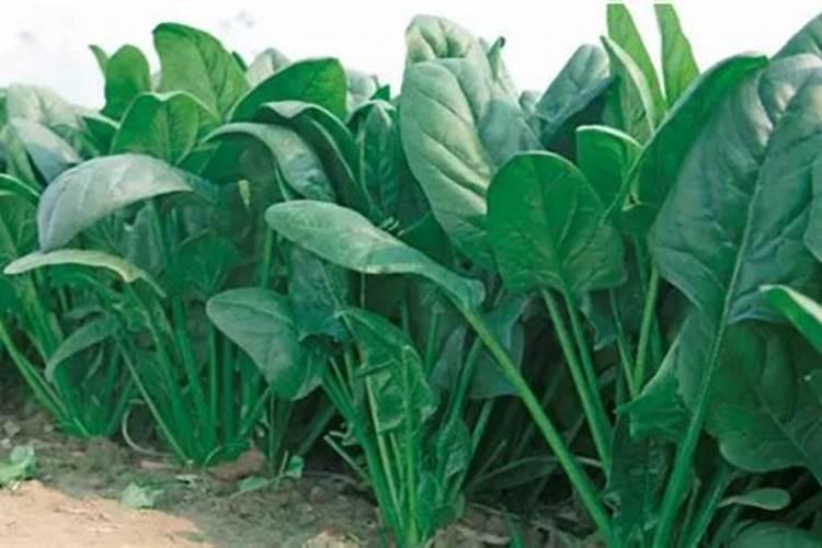 菠菜出苗多久施肥