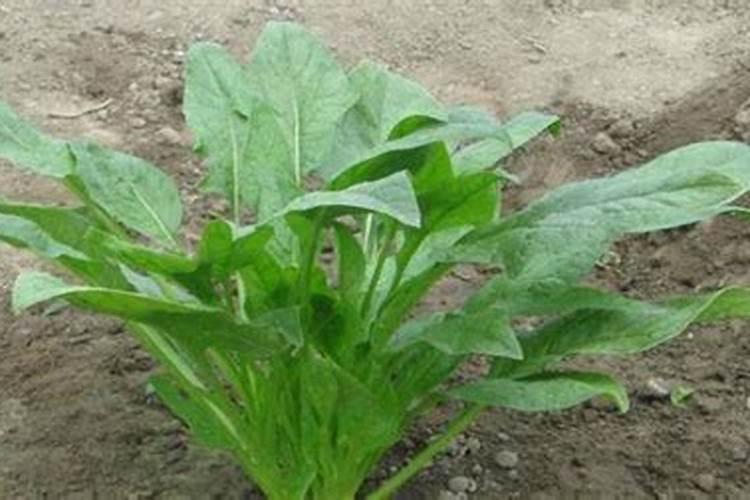 养殖菠菜最佳施肥时间和方法是什么？