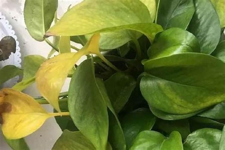 绿叶蔬菜用什么农药能让叶子绿