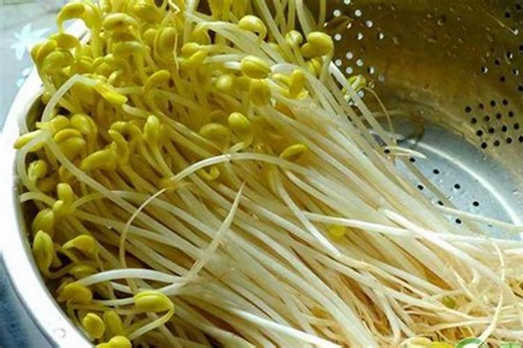 常青藤怎么浇水和施肥