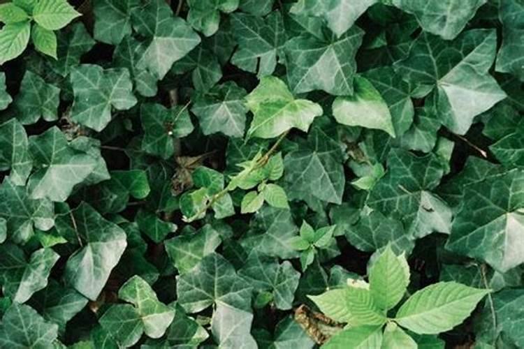 常春藤黄叶子怎么办