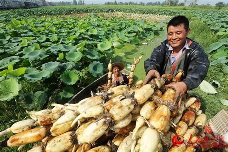 常春藤最好的肥料是什么？