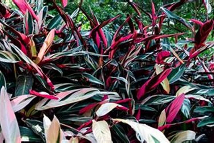 常春藤施肥方法及注意事项 春季常春藤怎么施肥