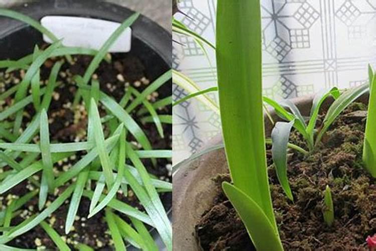 韭菜籽怎么种植容易发芽