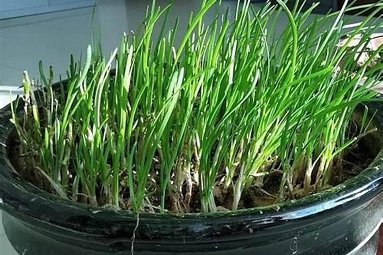 韭菜种子怎么种韭菜播种方法