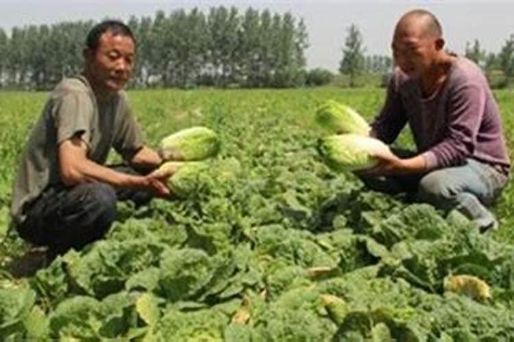 娃娃菜种植时间和方法