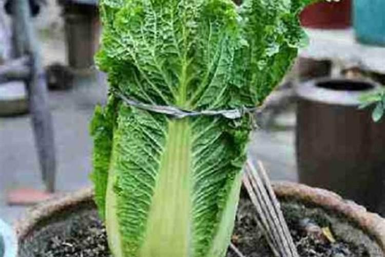 种植蔬菜一亩利润是多少