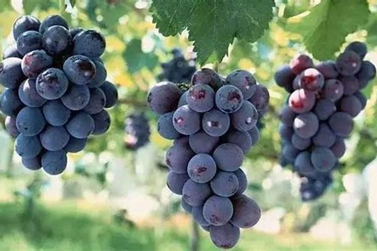 尿素中含氨基酸 氯化钾对水稻有什么好处