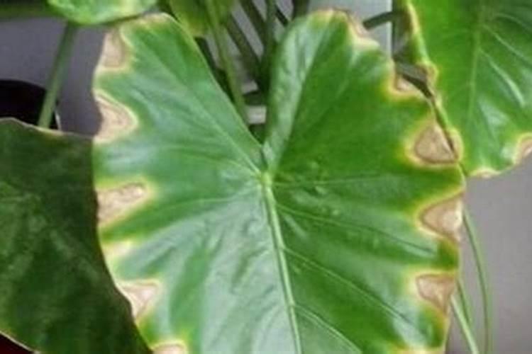 绿芬威果多多主要成分