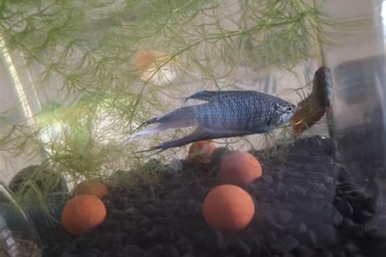 氮肥可以兑水浇花吗