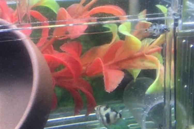 氮肥可以兑水浇花吗