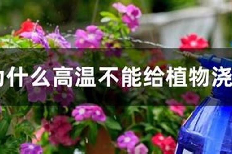 为什么种的玫瑰长势很差多图