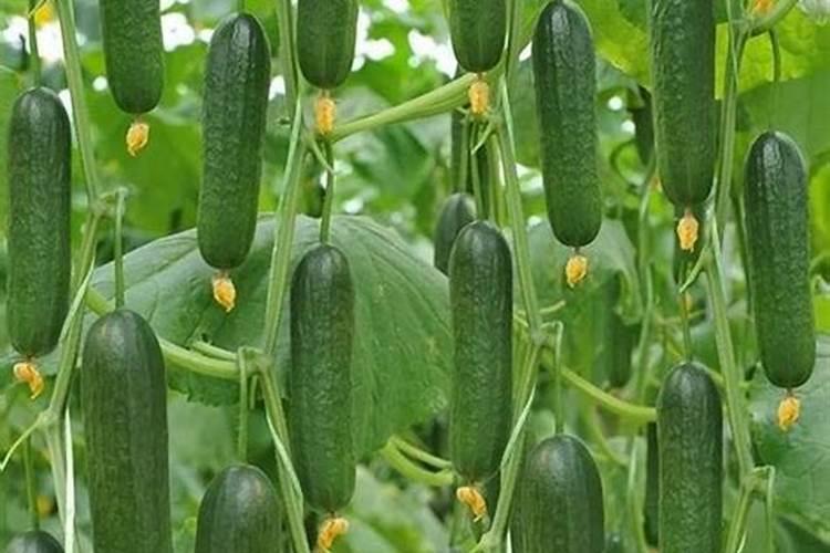 烂水果烂菜怎么做肥