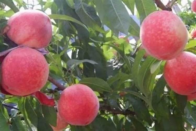 鸡粪有机肥国家标准的含量