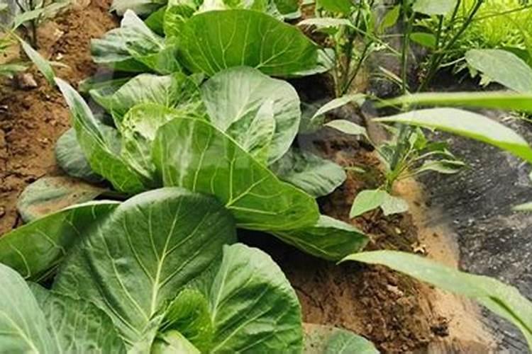 水溶肥的正确使用方法