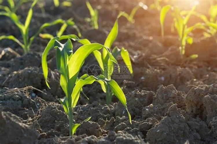 种玉米用什么化肥最好？