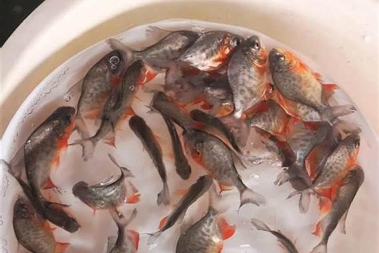 压片糖果代加工厂家,鱼胶原蛋白肽片OEM合作模式及流程