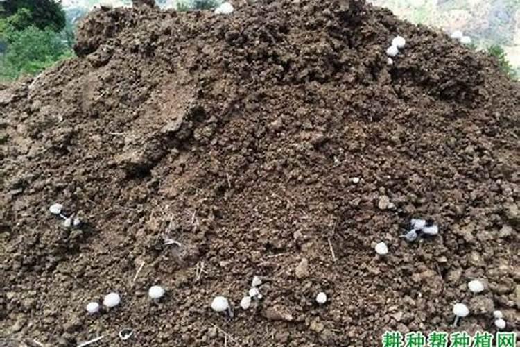 钾肥燃烧会有什么表现