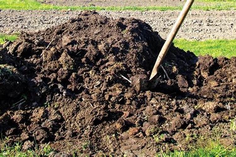 草莓开花时怎样施农家肥