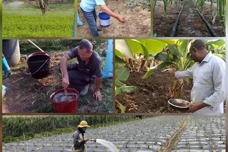 农家肥跟牛粪哪个好