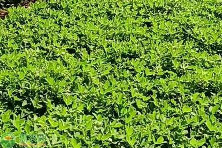 茉莉花四季怎么施肥