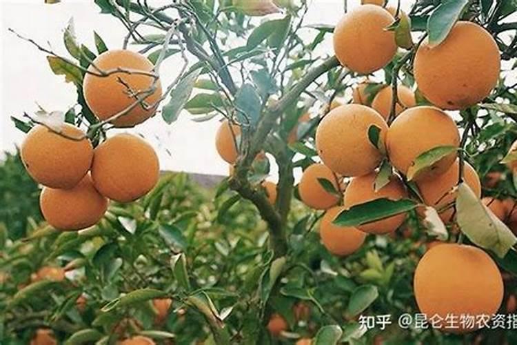 橙子树种植技术