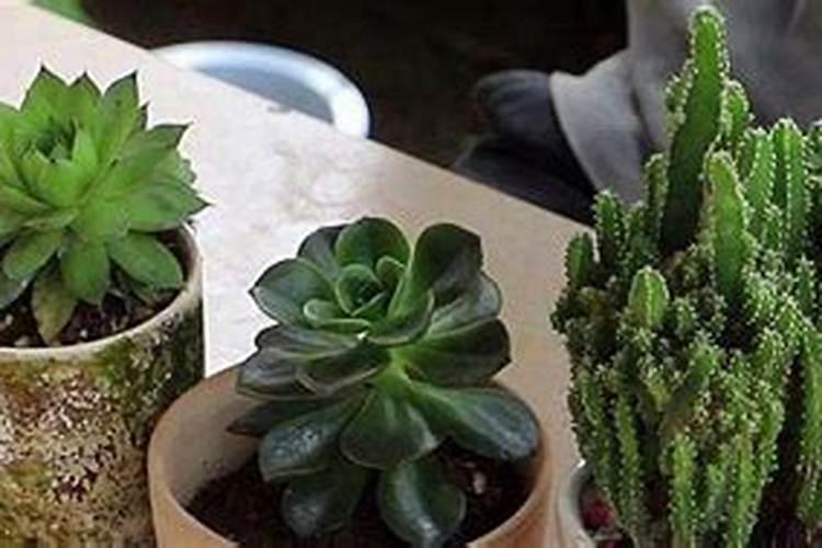 多肉可以施复合肥吗