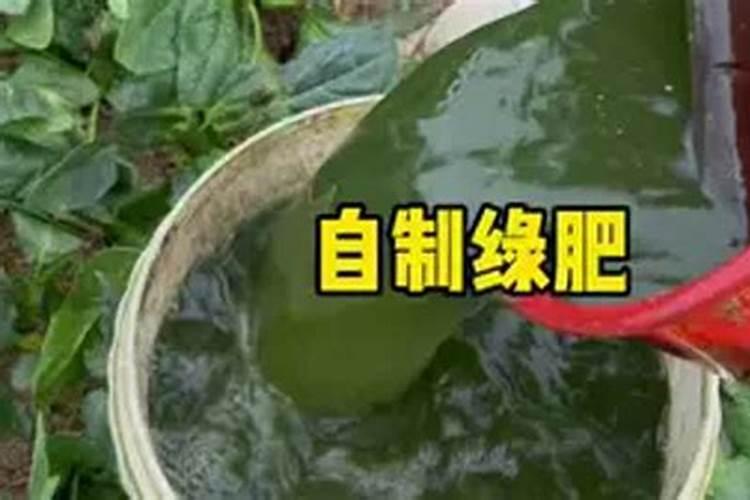 蔬菜浇什么肥料最好