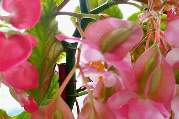 怎么让竹节海棠开花