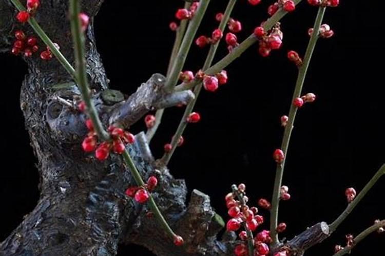 梅花上什么肥料好