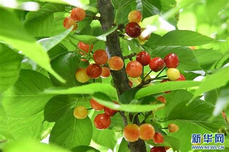 我种樱桃老愁施肥的事儿,这罗布泊肥啥时候施好呀？